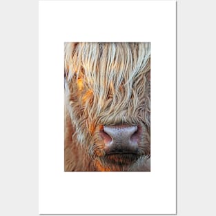 Highland Cow Posters and Art